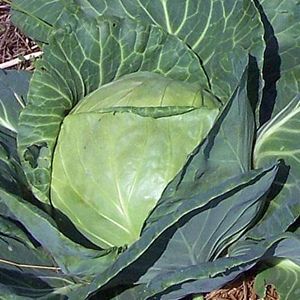 cabbage_premiumlatedutchflat_organic